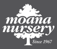 Moana Nursery